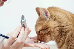 Toxoplasma: El parásito que transforma ratas en amantes suicidas de gatos