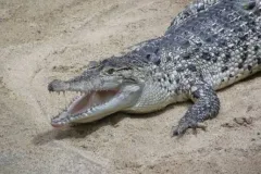 Ataque fatal de cocodrilo a su cuidador en zoológico de Papúa Nueva Guinea