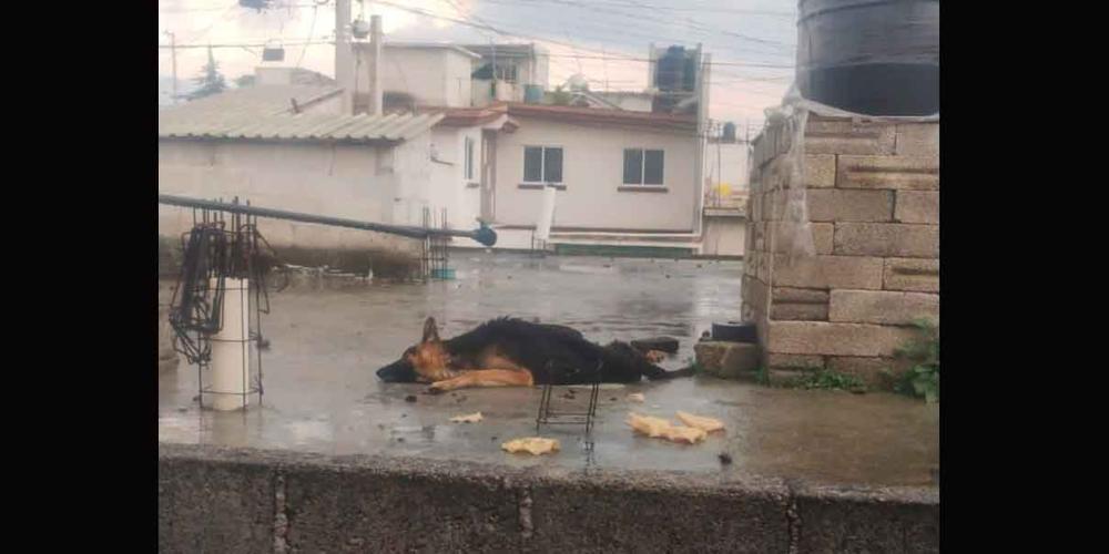 Gran indignación generó maltrato de un perro en Bosques de Amalucan