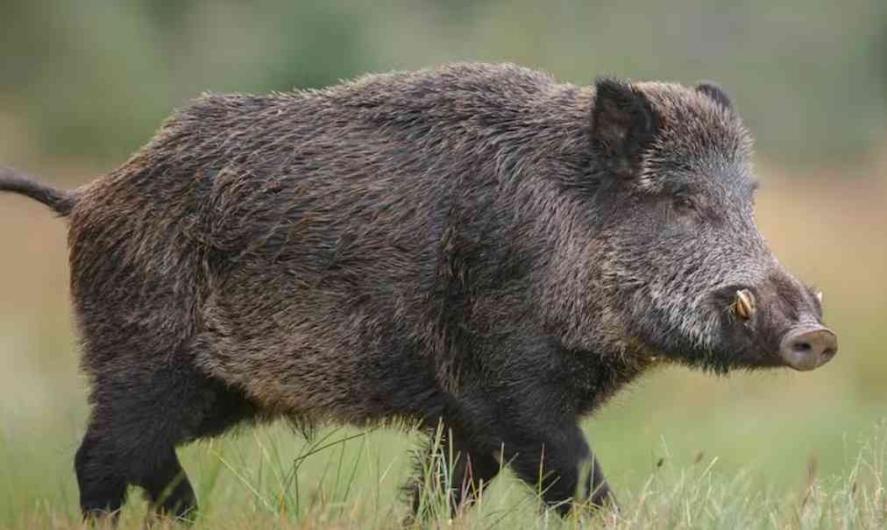 Persona muere en boca de gitanesco Jabalí de 300 kilos    