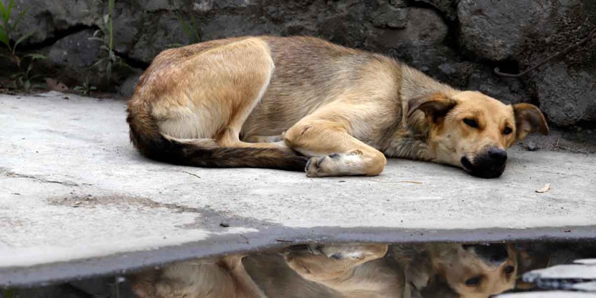 Aparece otro perro asesinado en Bosque de Nativitas, ya van 25 