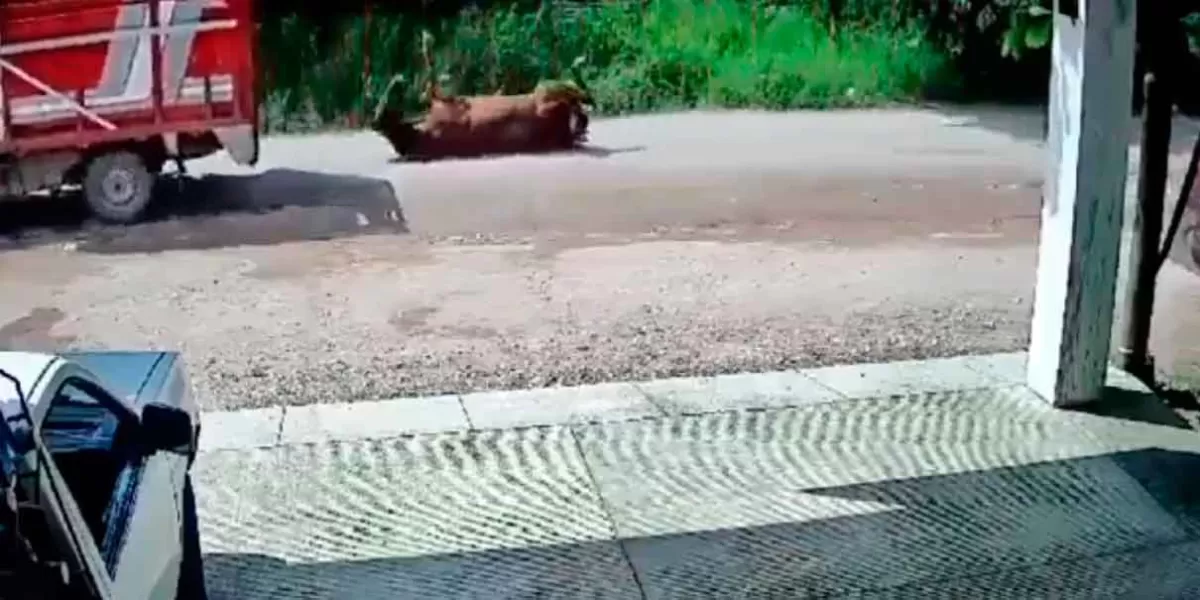 VIDEO. Conductor arrastra a caballo en calles de Jalisco