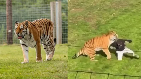 Un hombre muere tras ingresar al recinto de tigres en un zoológico del Reino Unido
