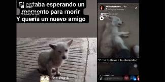  En Xicotepec sujeto sube a su “Face”  video de perrito agonizante mientras lo patea 