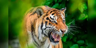 Tigre mata a hombre que ingresó a su recinto en parque de Inglaterra