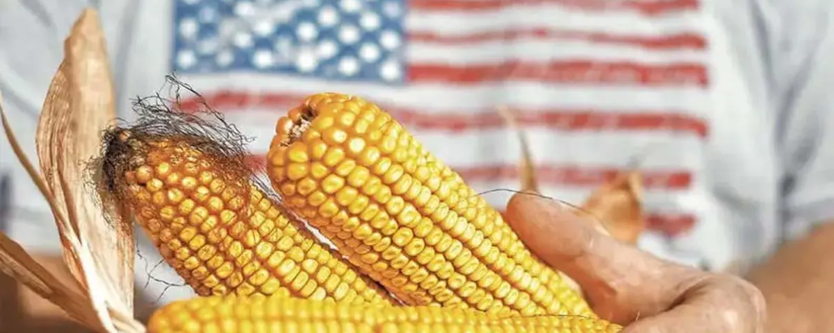 México dependerá más del maíz de Estados Unidos; USDA prevé compras récord