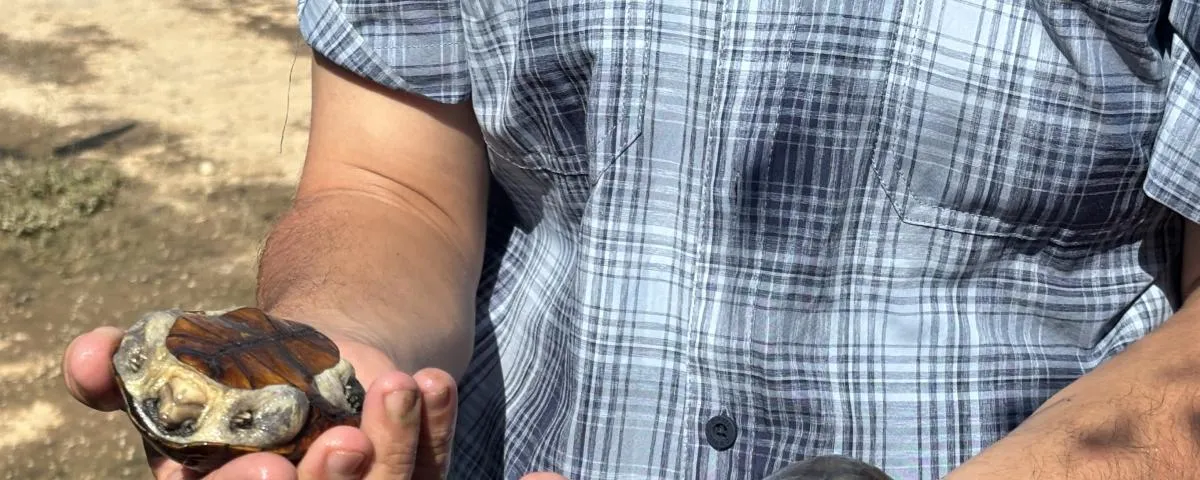 La tortuga casquito de Vallarta, el nuevo "oro verde" por el que tráfico ilegal paga hasta 500 mil pesos